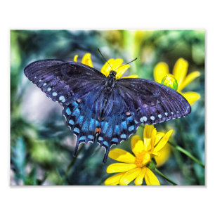 Impression Photo Papillon noir Swallowtail sur fleurs jaunes