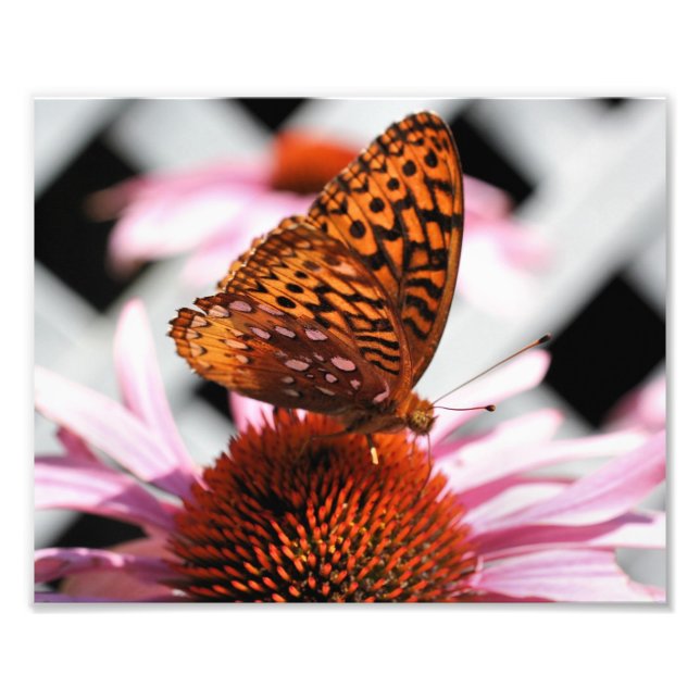 Impression Photo Papillon orange sur Echinacea Flower 8x10 (Devant)