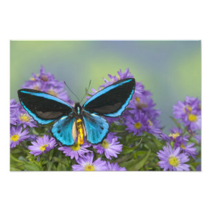 Impression Photo Papillon sur une fleur jaune