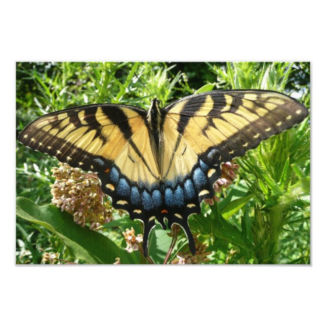 Impression Photo Papillon Swallowtail II à Shenandoah (Devant)