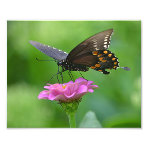 Impression Photo Papillon Zinnia