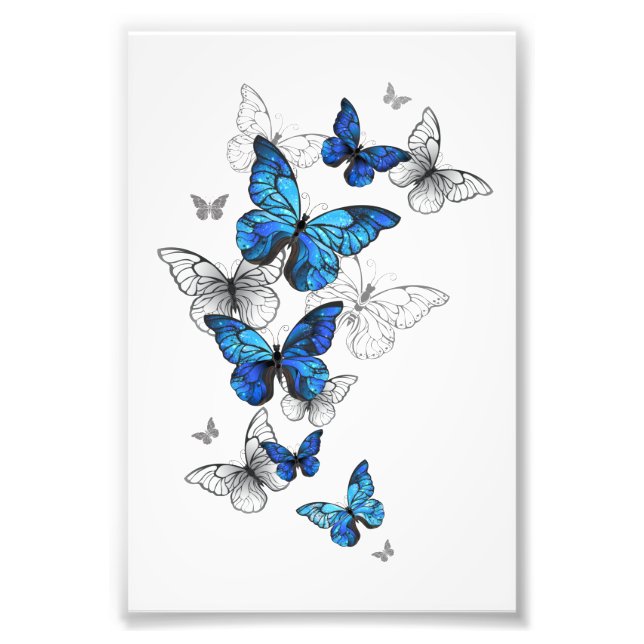 Impression Photo Papillons volants bleus Morpho (Devant)