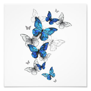 Impression Photo Papillons volants bleus Morpho