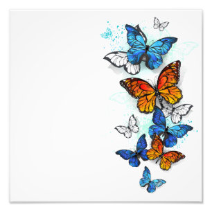 Impression Photo Papillons volants Morpho et Monarch