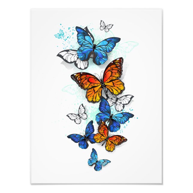 Impression Photo Papillons volants Morpho et Monarch (Devant)