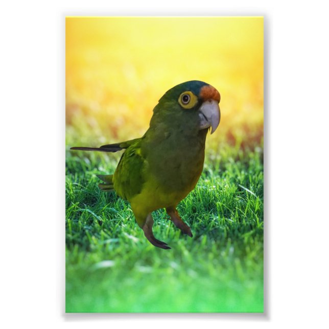 Impression Photo Parakeet. Aratinga Canicularis / Papillero (Devant)