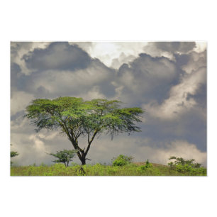 Impression Photo Parapluie Thorn Acacia, Acacia tortilis et