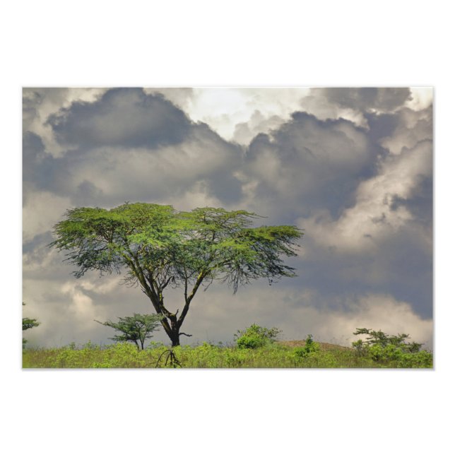 Impression Photo Parapluie Thorn Acacia, Acacia tortilis et (Devant)