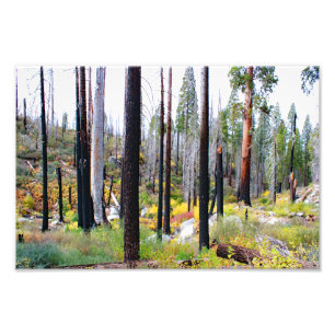 Impression Photo Parc national de Kings Canyon