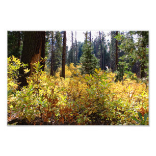 Impression Photo Parc national de Kings Canyon