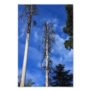 Impression Photo Parc national de Kings Canyon