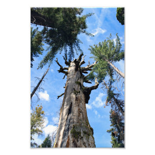 Impression Photo Parc national de Kings Canyon