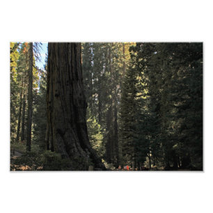 Impression Photo Parc national de Kings Canyon