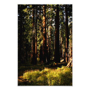 Impression Photo Parc national de Sequoia