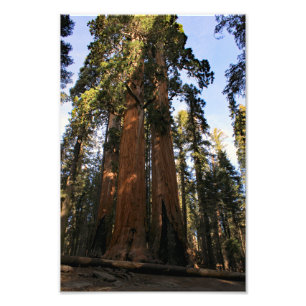 Impression Photo Parc national de Sequoia