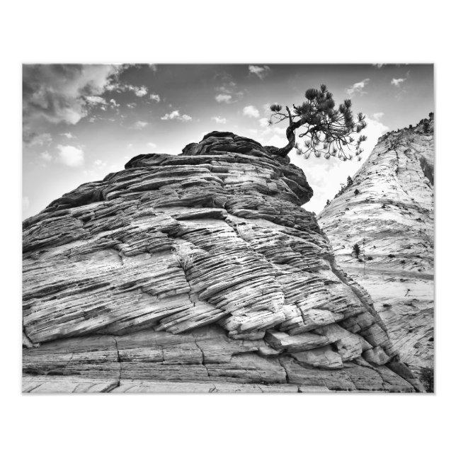 Impression Photo Parc national de Sion Bonsai Tree noir et blanc (Devant)