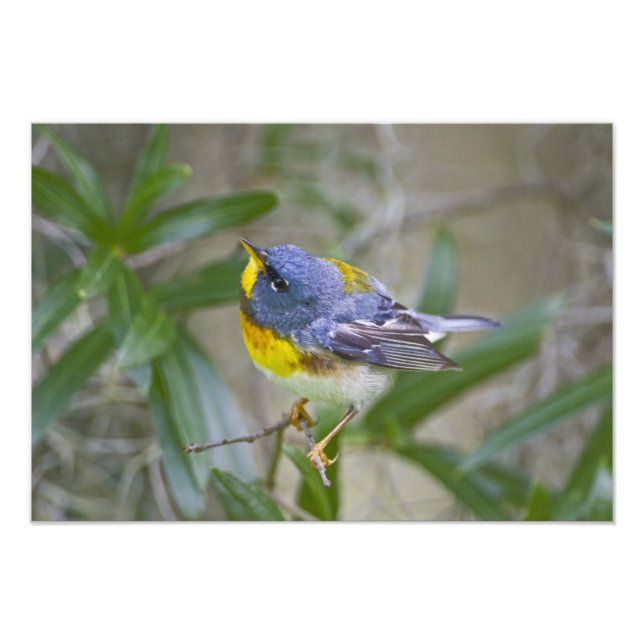 Impression Photo Parula Parula americana du Nord) (Devant)