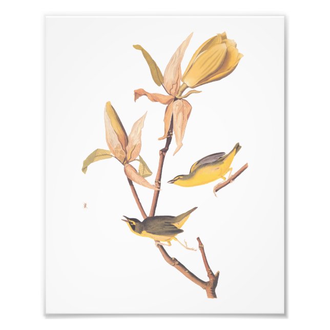 Impression Photo Paruline du Kentucky Audubon Birds et Fleur de Mag (Devant)