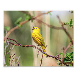 Impression Photo Paruline jaune chante