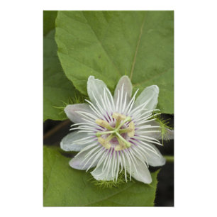 Impression Photo Passiflore de Galapagos Passiflora foetida