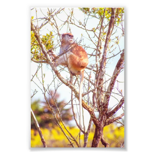 Impression Photo Patas est au sommet d'un arbre (Devant)
