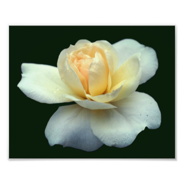 Impression Photo Pâtes Rose Jaune Pâle Avec Dew Drops 8x10 (Devant)