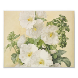 Impression Photo Paul De Longpre - Hollyhocks 1901