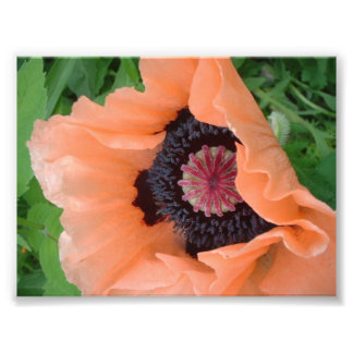 Impression Photo Pavot de couleur mandarine