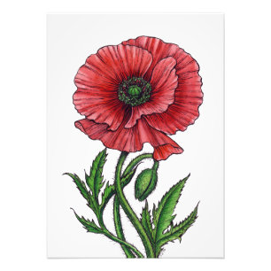 Impression Photo Pavot rouge, aquarelle et encre