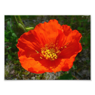 Impression Photo Pavot rouge de l'Alaska Fleur colorée