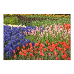 Impression Photo Pays-Bas aka Hollande), Lisse. Keukenhof 4