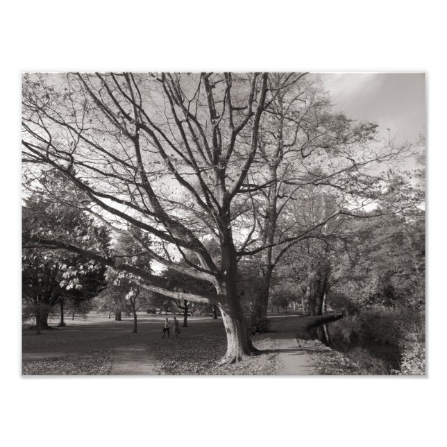 Impression Photo Paysage d'automne, Bute Park, Cardiff (Devant)