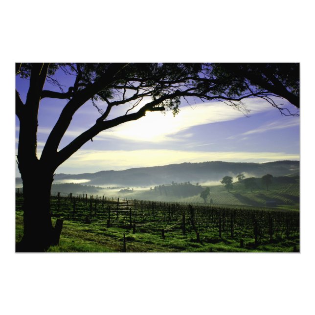 Impression Photo Paysage de la vallée de Barossa (Devant)