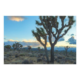 Impression Photo Paysage du désert de Joshua Trees en Californie à