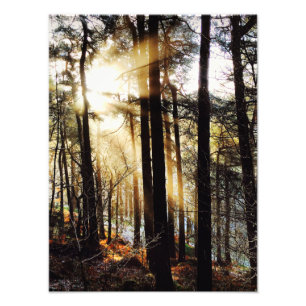 Impression Photo Paysage du lever du soleil des bois, affiche