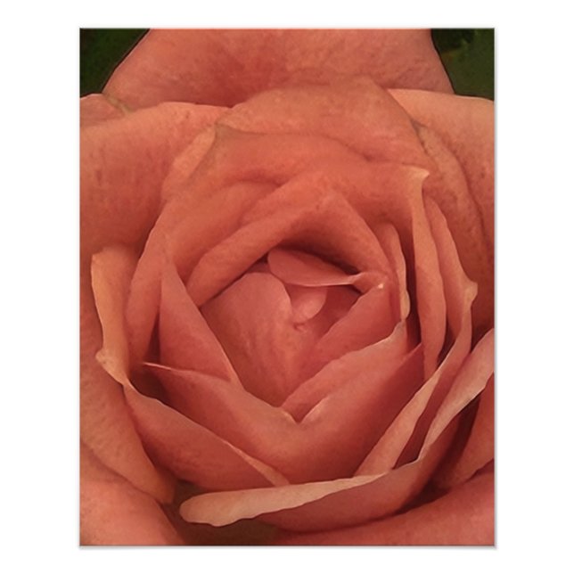 Impression Photo Peachy Mini Rose (Devant)