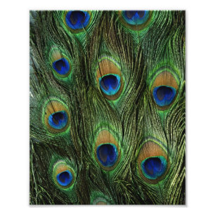 Impression Photo Peacock feather