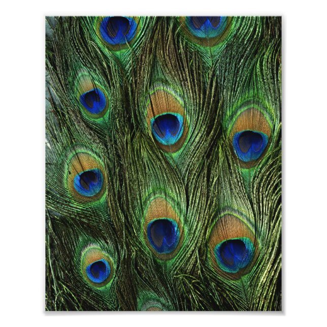 Impression Photo Peacock feather (Devant)