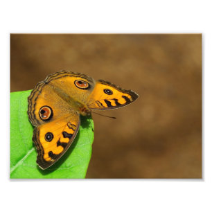 Impression Photo Peacock Pansy