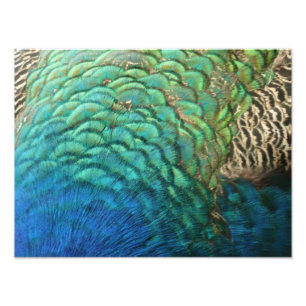 Impression Photo Peacock Plumes I Colorful Abstrait Nature Design