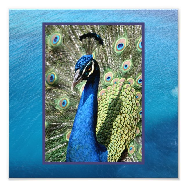 Impression Photo Peacock sur Ocean Arrière - plan (Devant)