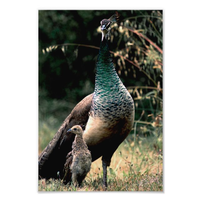 Impression Photo Peacocks (Devant)