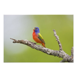 Impression Photo Peint Bunting Passerina ciris) chant masculin