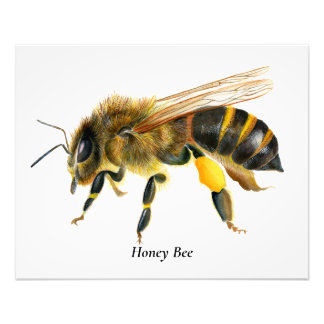 Impression Photo Peinture d'aquarelle d'abeille de miel