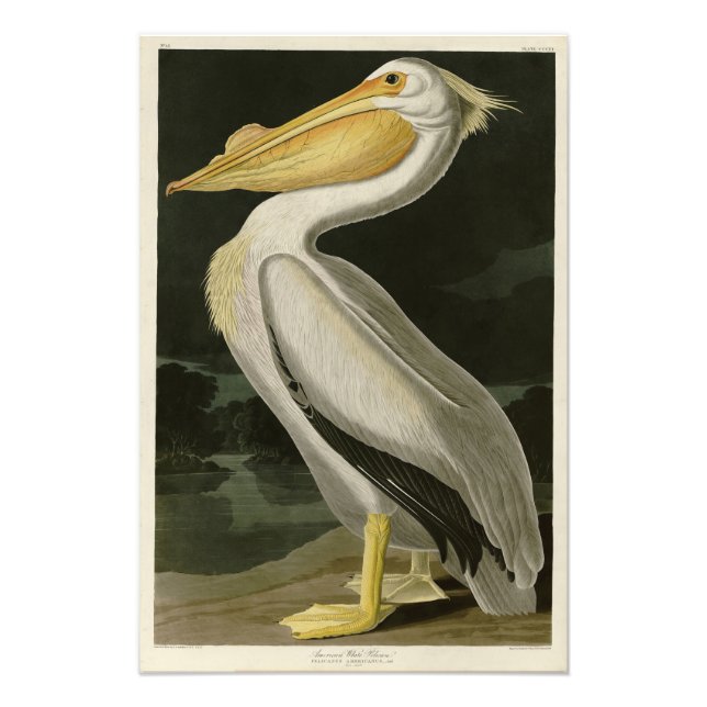 Impression Photo Pélican blanc américain, les oiseaux d'Amérique d' (Devant)
