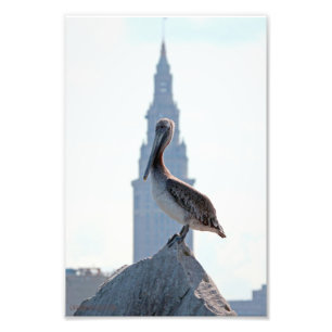 Impression Photo Pélican Brown avec la tour terminale à Cleveland