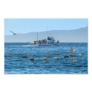 Impression Photo Pélicans Basking & Bateau - Marina Del Rey, CA