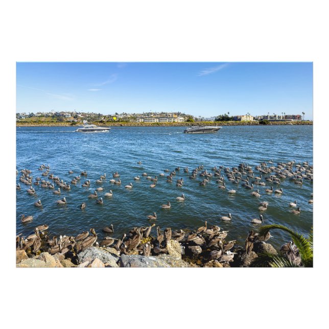 Impression Photo Pélicans - Marina Del Rey, CA (Devant)