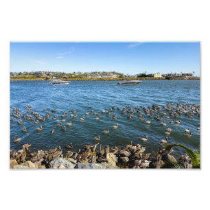 Impression Photo Pélicans - Marina Del Rey, CA