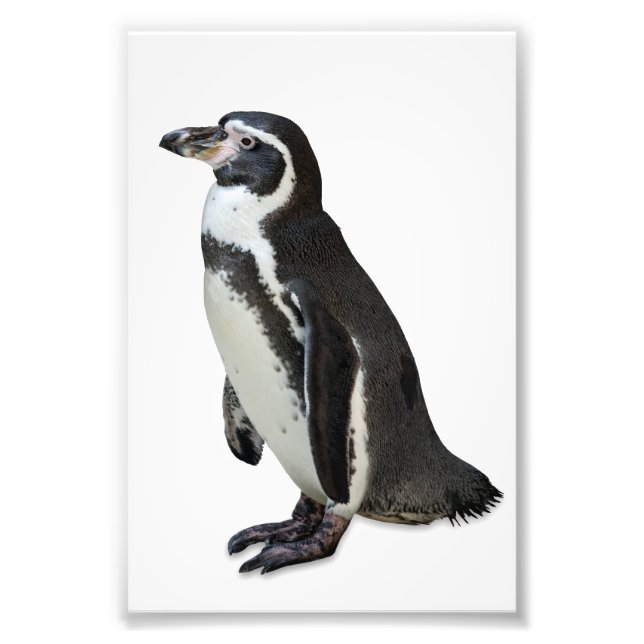 Impression Photo Penguin (Devant)